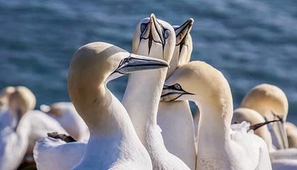 九游(jiuyou)官方网站-印度赛制改革之路：走向全球顶级赛事的成功之道，印度赛区