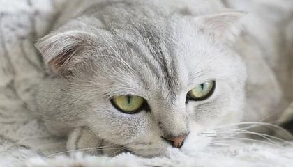 九游网页版官网-赫塔菲客场不敌对手，遭遇两连败，赫塔菲俱乐部官网