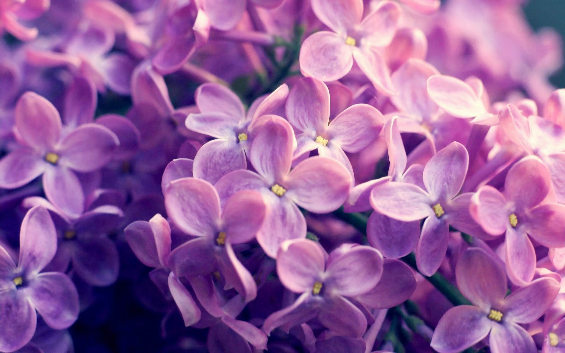 猛龙队球队战术调整得当，nba球队猛龙队