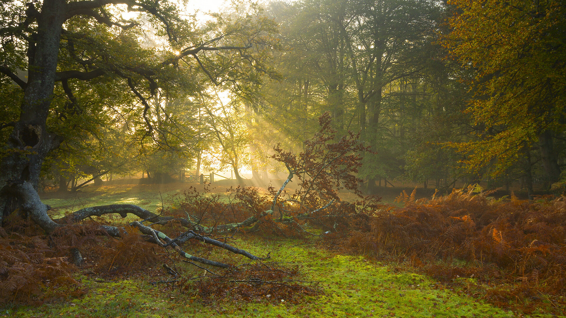 纽卡斯尔主场战平布莱顿,积分继续涨,纽卡斯尔球队