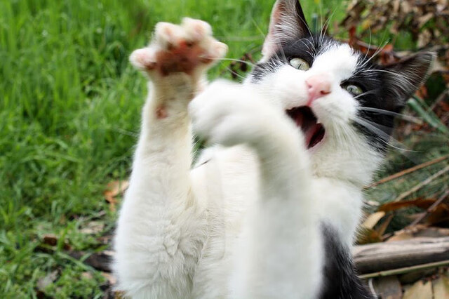 九游jiuyou-中立B蝶泳女将冲击半决赛门槛，蝶泳女选手