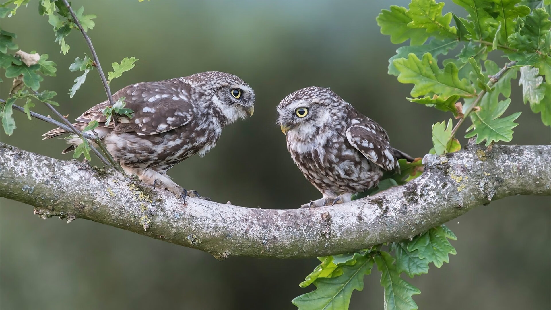 JIU YOU GAME-乒乓球队国际比赛战绩喜人，乒乓球国际大赛冠军