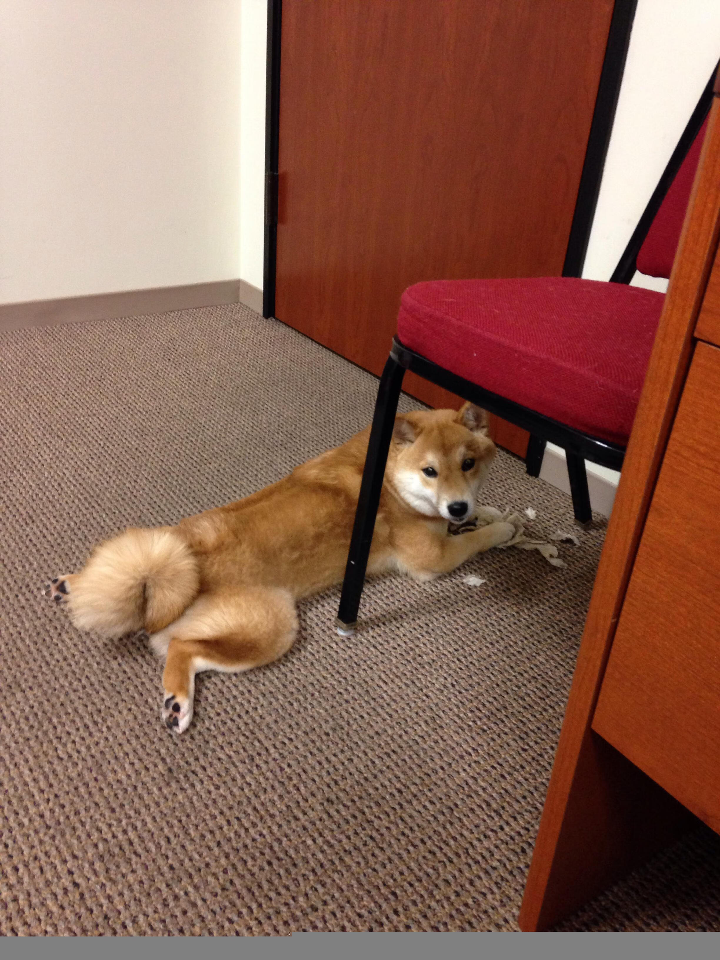 JIU YOU GAME-加拿大队的技术创新与团队协作：国际乒联混合团体世界杯深度解析