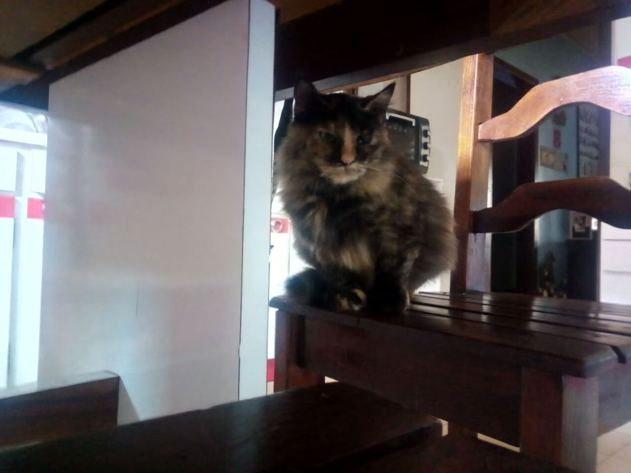 加拿大队的技术创新与团队协作:国际乒联混合团体世界杯深度解析