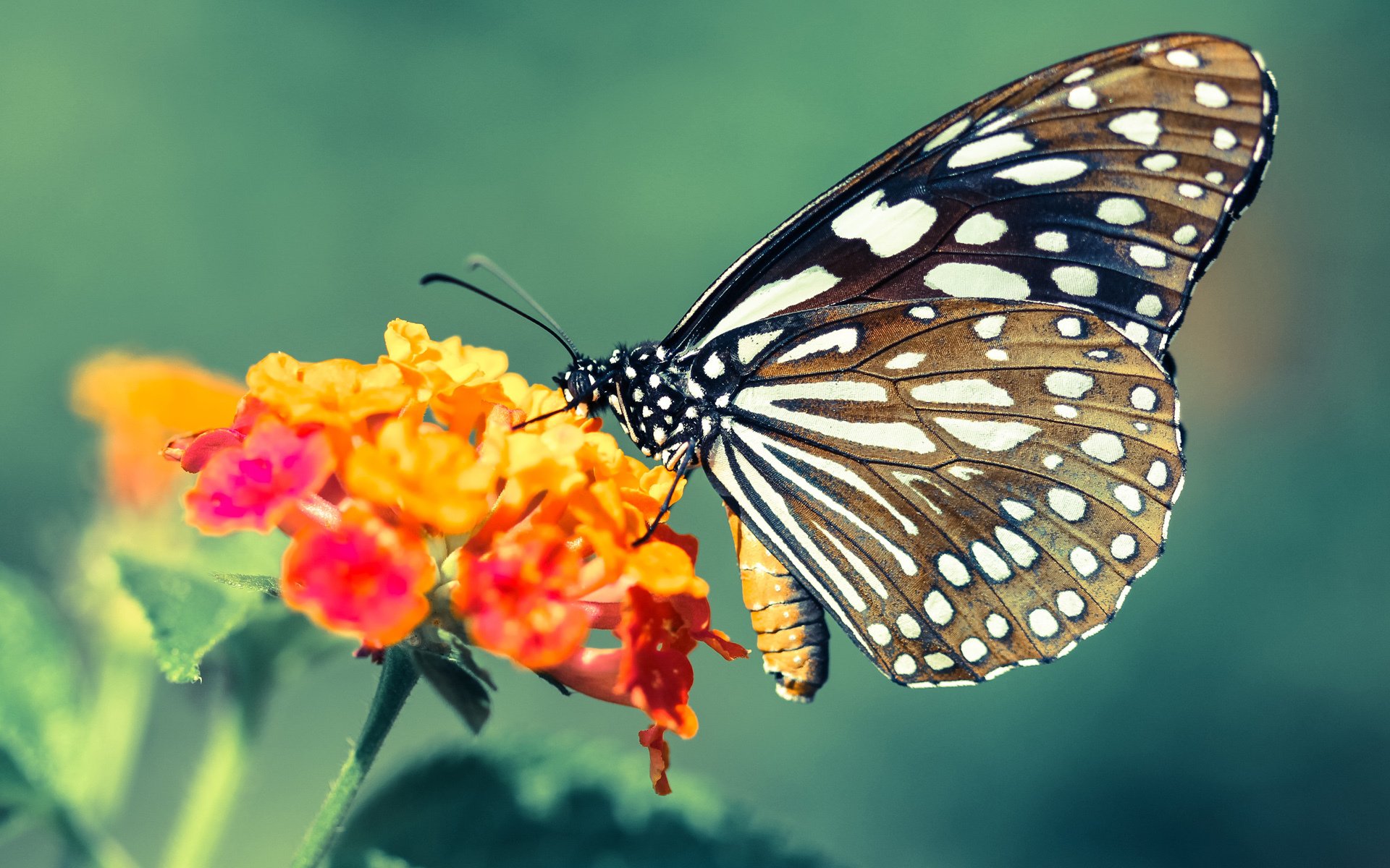 弗拉门戈中场多点支撑战术见效,弗拉门戈技巧