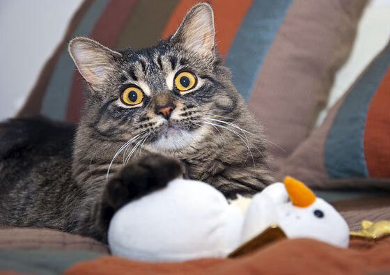 九游sports-掩护战术节奏是否能拉动整体防线位移，掩护配合战术的方法和运用