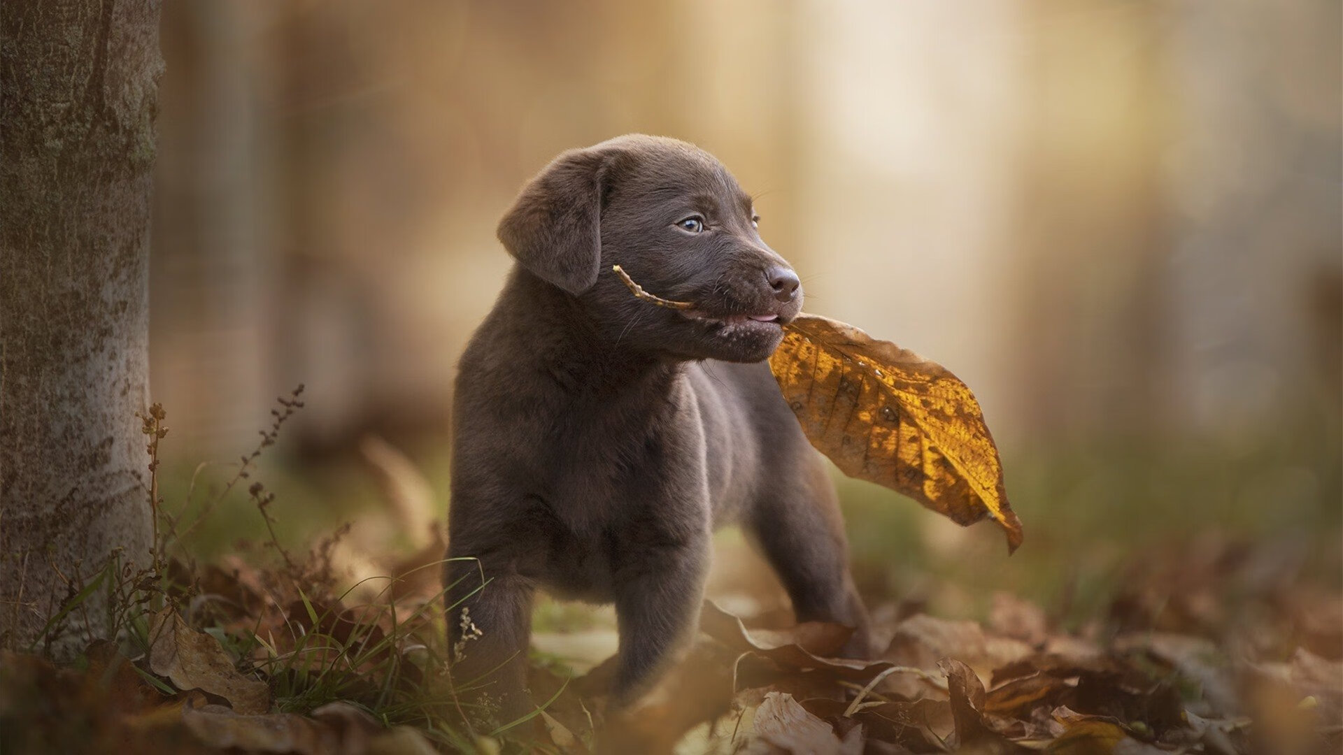 九游app下载中心-塞维利亚稳定发挥，积极冲击欧洲赛事