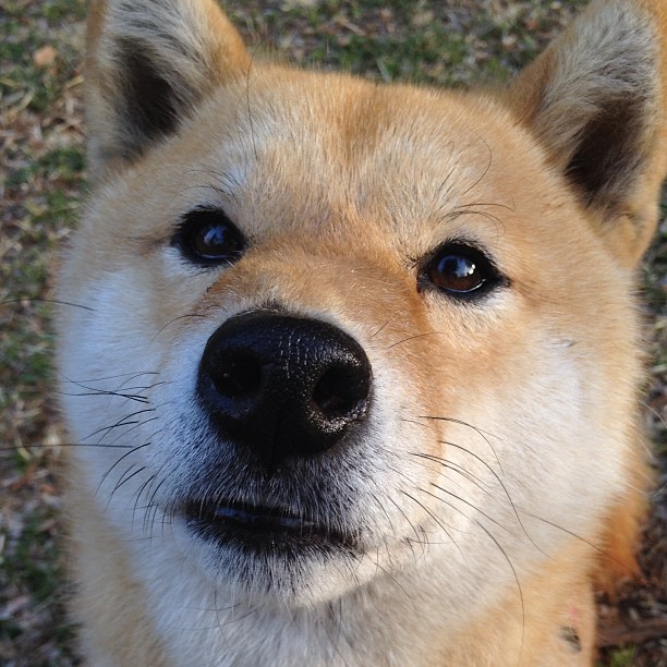 JiuyouAPP下载-混合泳个人赛突尼斯全面应战，混合泳比赛规则