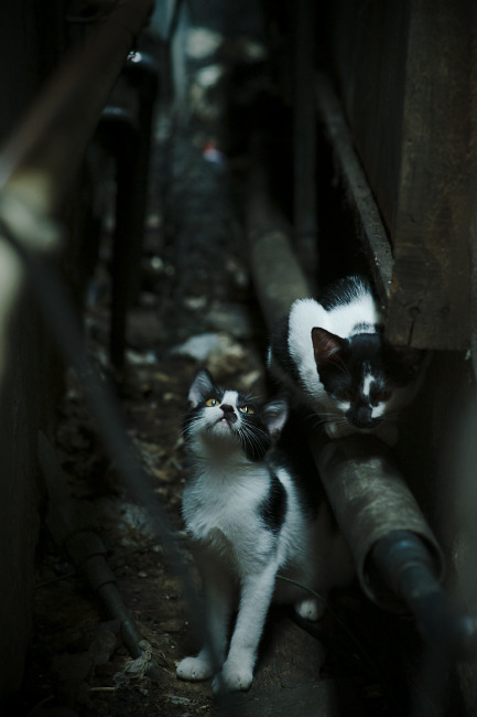 -马拉维男篮在非洲锦标赛中荣膺冠军，创造历史新高，马拉维奇集锦